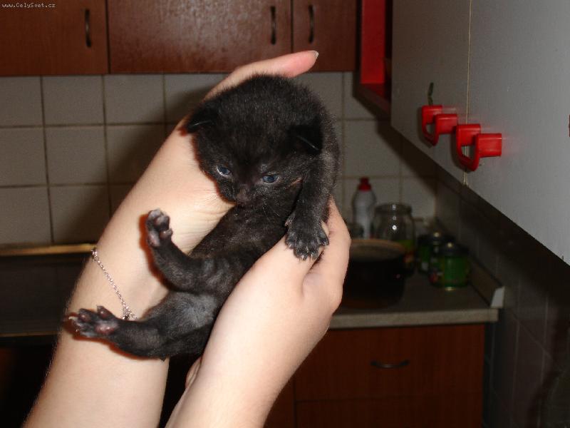 Foto: Malink� Tedyne�ek