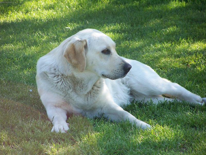 Foto: Verona-St�le ve st�ehu