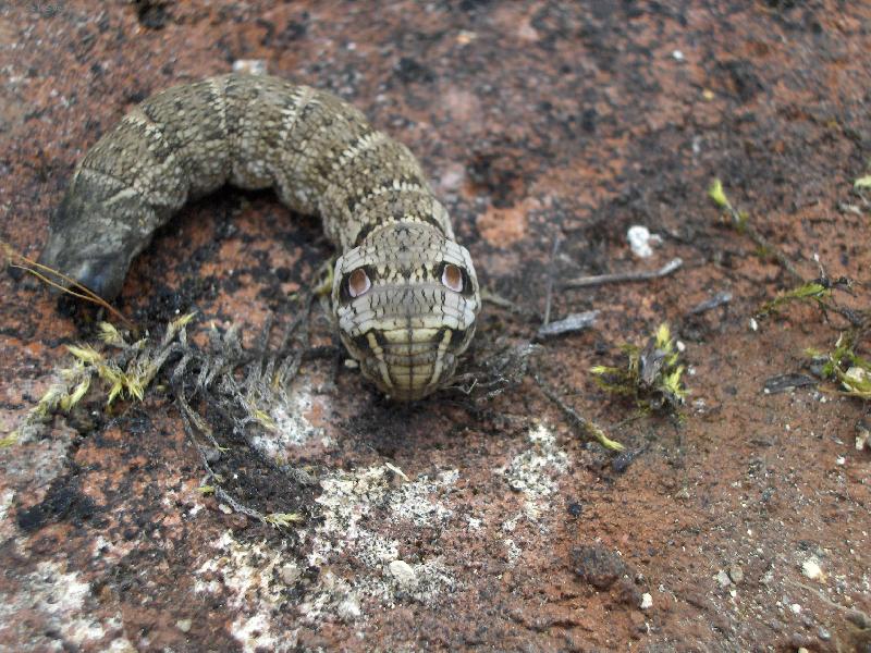 Foto: Housenka z jin�ho sv�ta