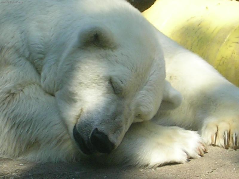 Foto: Medv�d Ledn�-Pro� mus� b�t tak horko?
