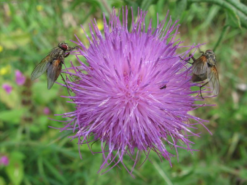 Foto: Bodl�k a mouchy-Mouch si u��vaj� na bodl�ku