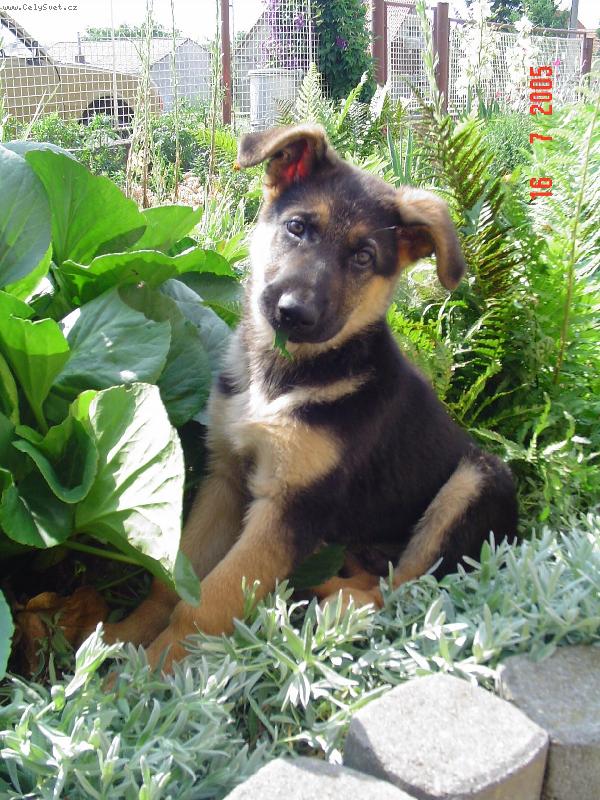 Foto: Raub�� Max-na�e �t�n� p�i hr�tk�ch na babi��in� skalce