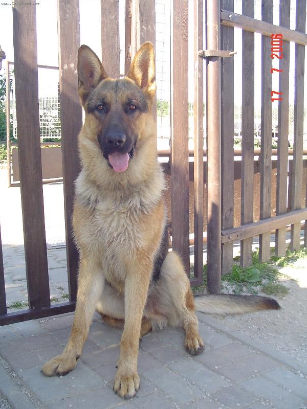 Foto: Zkr�tka fe��k..