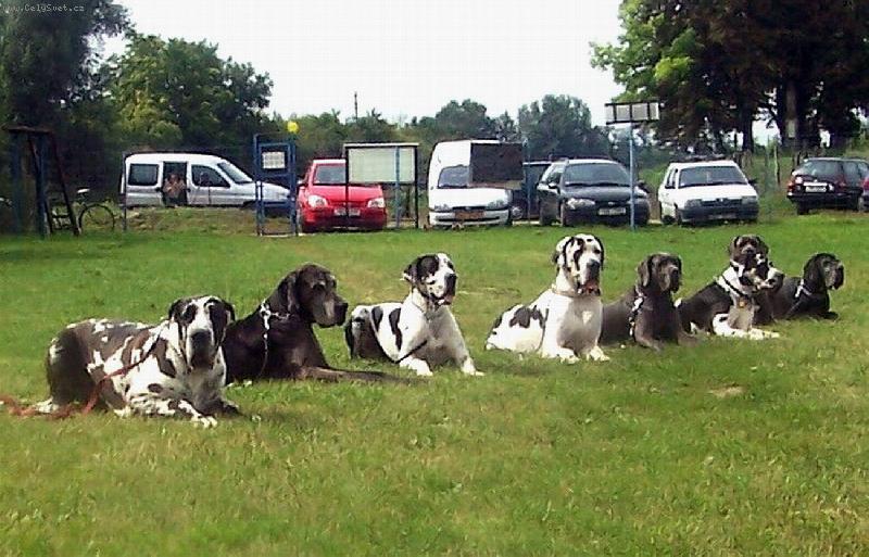 Foto: �ern�-skvrnit�-LVT Josefov 2006