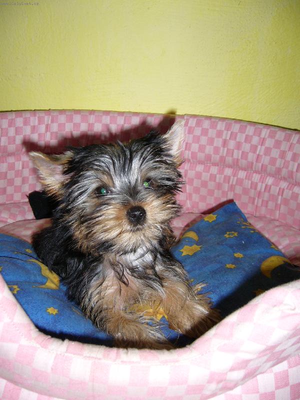 Foto: Ennynka-Tak to si lebed�m v pel�ku he� !!