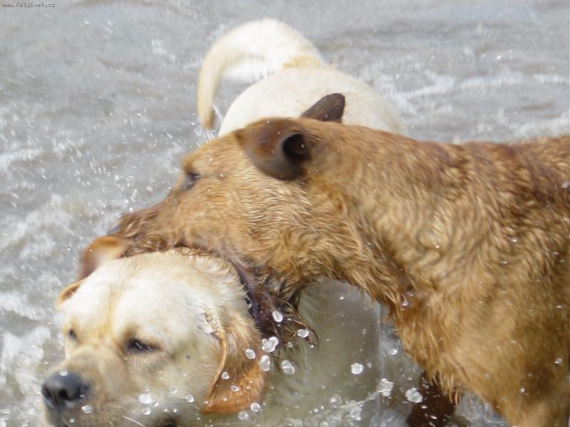 Foto: Jak�e to ti hadi d�laj�???-Jak�e to ti hadi d�laj�???