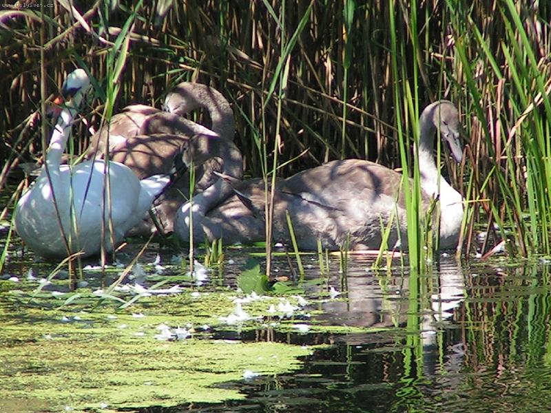 Foto: labut� rodinka-Balaton