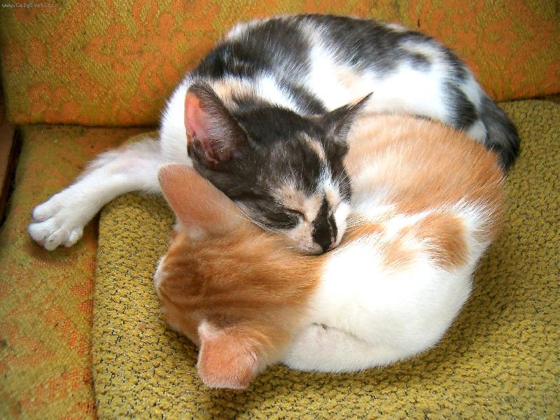 Foto: Na zahrad�-m�m t� r�d