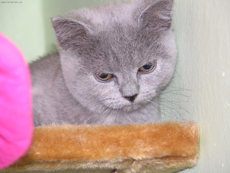 Foto: Tiramisu-V nov�m domov�:-)