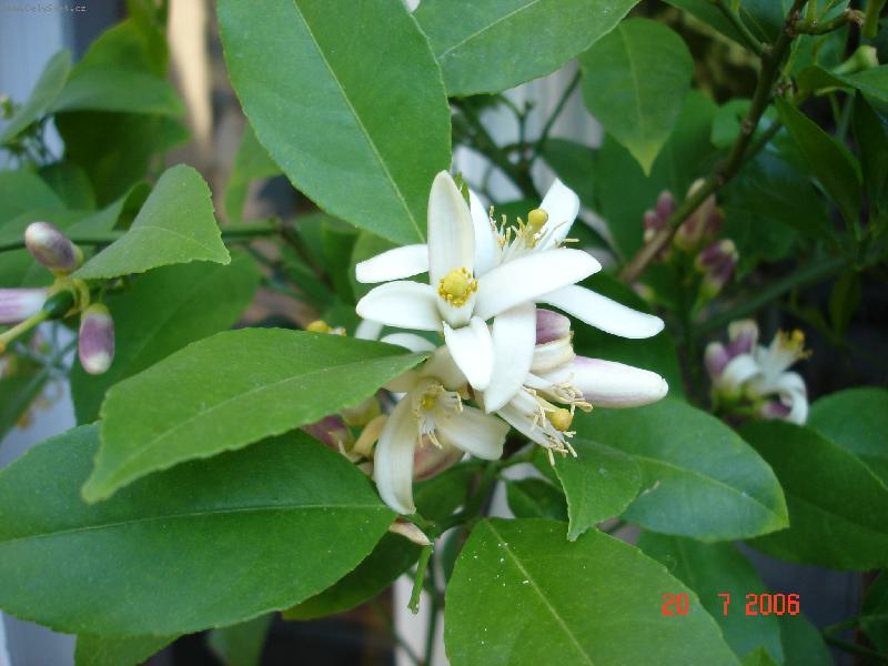 Foto: Bohat� kveten�-v�n� kv�t� je p��mo okouzluj�c�