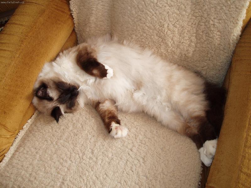 Foto: Miki-N� kocourek Miki :-)