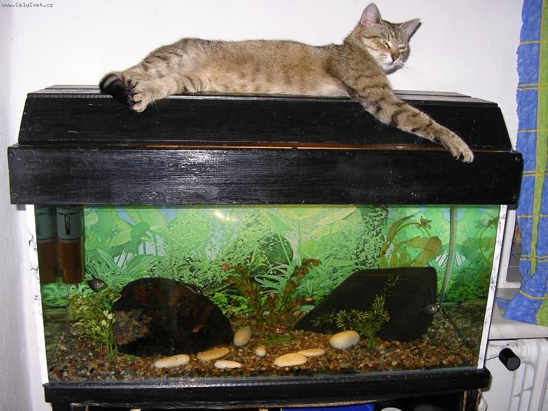 Foto: Solidn� relax-v�ude dob�e na akv�rku nejl�p