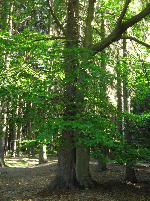 Foto: Stromy milenci