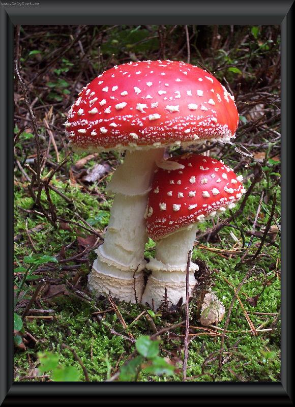 Foto: tuli-tuli-muchom�rka �erven�...