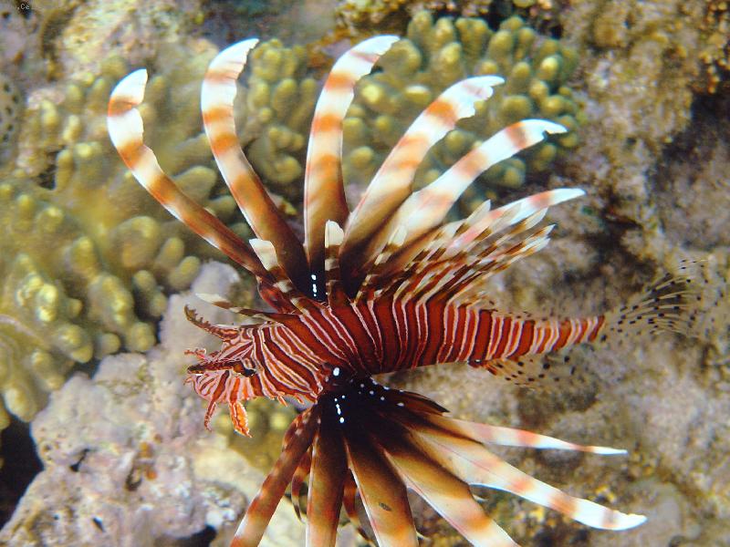 Foto: nebezpe�n� kr�sa-Egypt-foceno p�es sklen�nou n�dobu