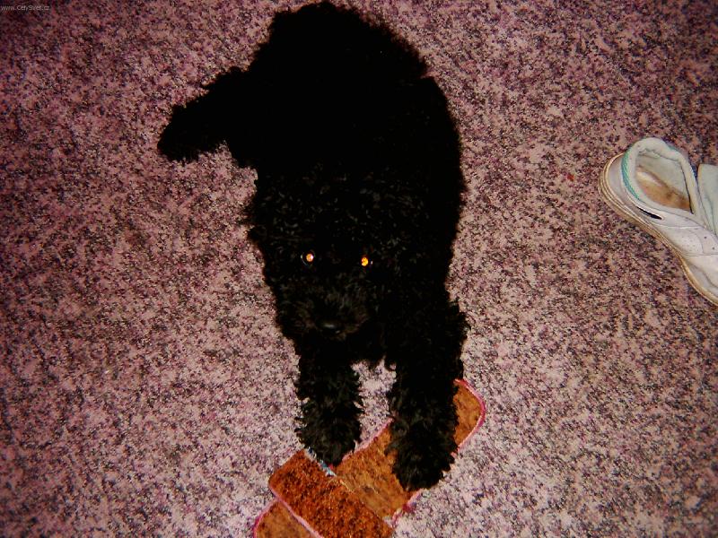 Foto: nikomu ty botky nedam-na� Mat�sek si hl�d� svoje botky