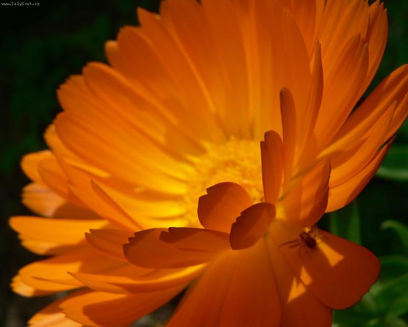 Foto: Mes�cek :-) lekarsky