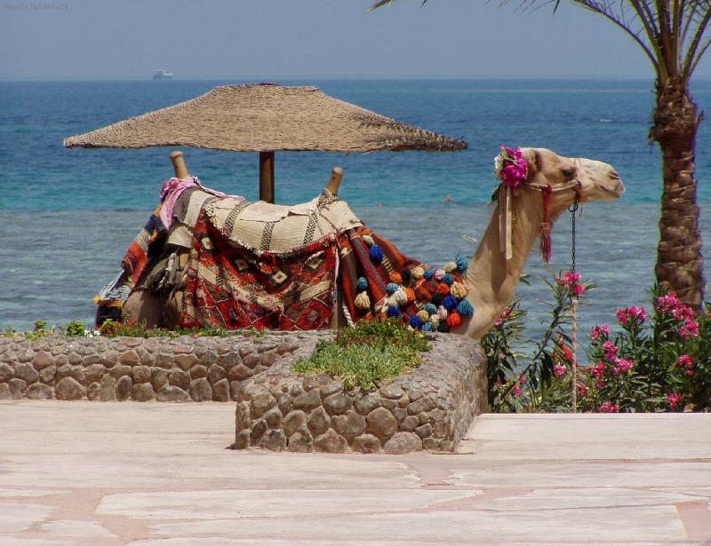 Foto: velbloud-jedin� dopravn� prost�edek na dohled