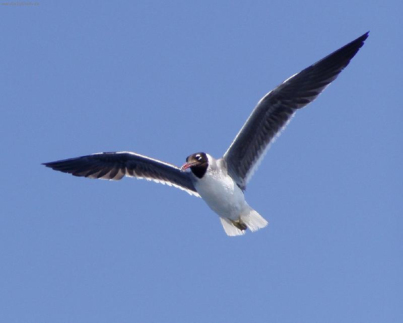 Foto: racek-kdy� se krm�,p�ilet� bl�