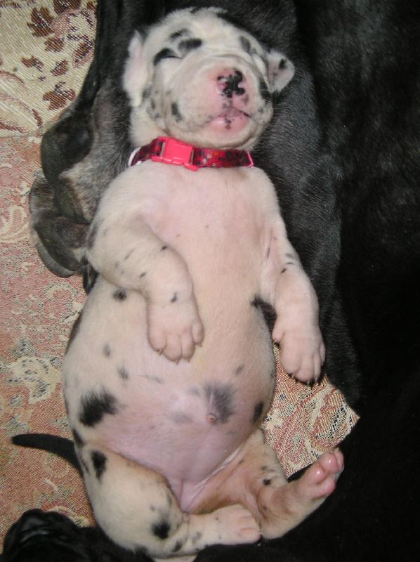 Foto: N�meck� doga st��� 14dn�-napapan� miminko