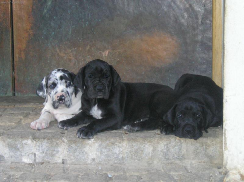 Foto: �t���tka st��� 5t�dn�-mim�a Alchimie , Aurora a Afecto