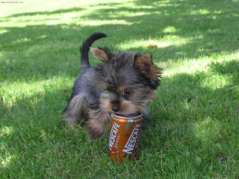 Foto: reklama-moc mi chutn� kaf��ko