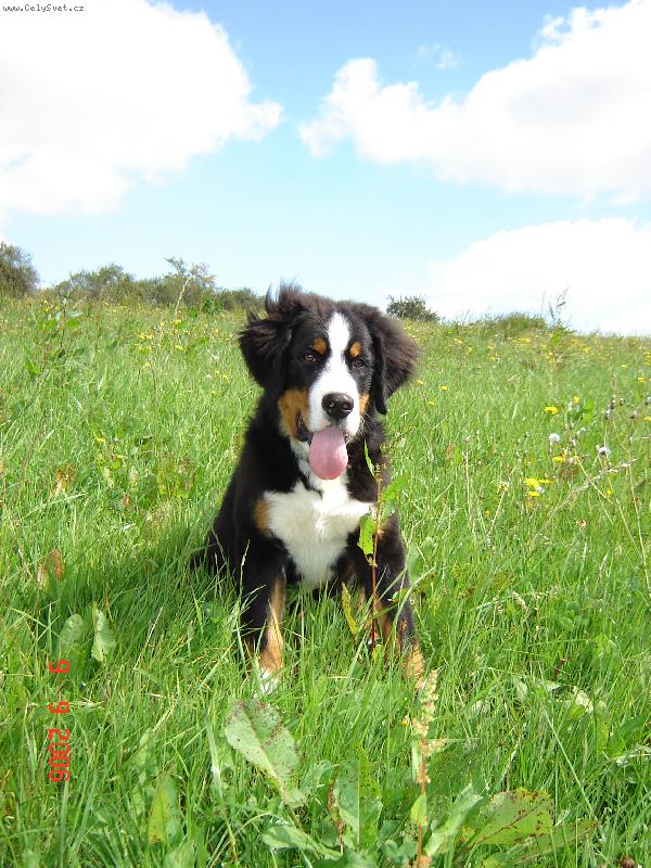 Foto: Ba��k-A zase na proch�zce! :)