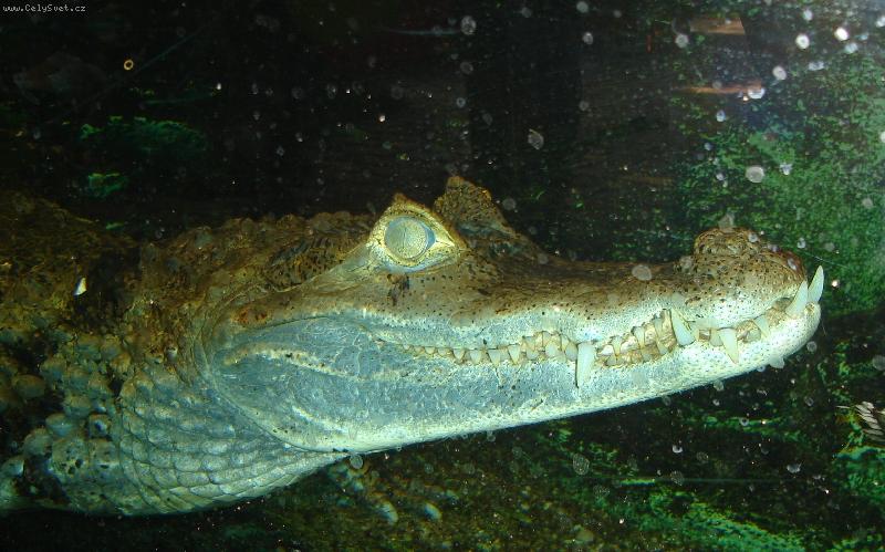 Foto: J� nekou�u....:-)