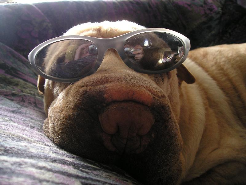 Foto: J� jsem agent �arpej-to je na�e Fanny