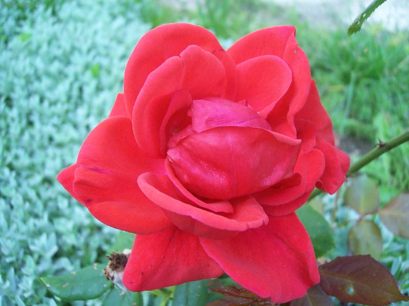 Foto: r��i�ka-osamocena