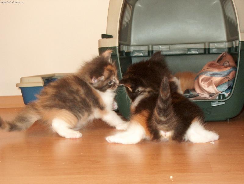 Foto: Je to tu jako na kluzi�ti!