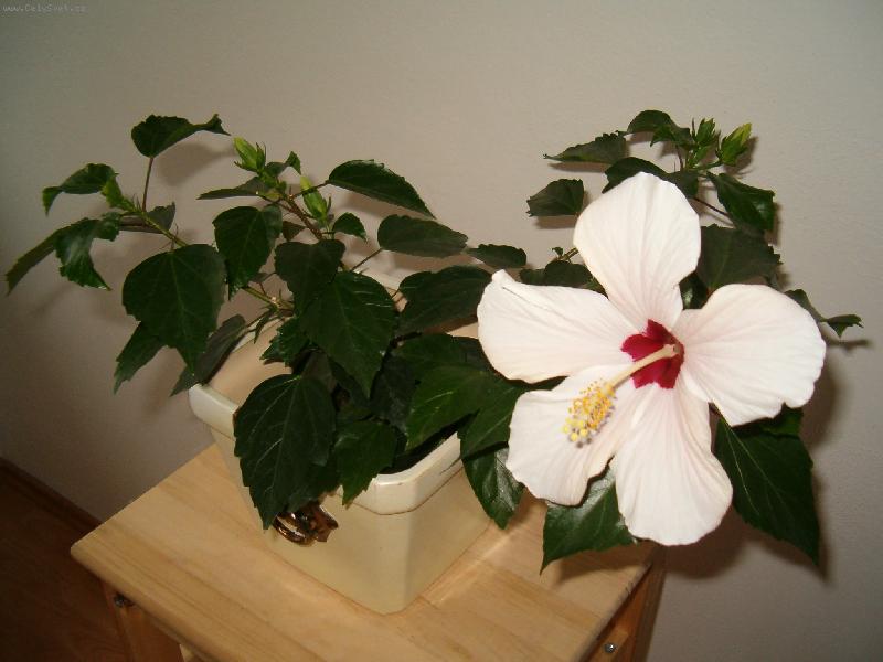 Foto: M�j prvn� kv�t-radost