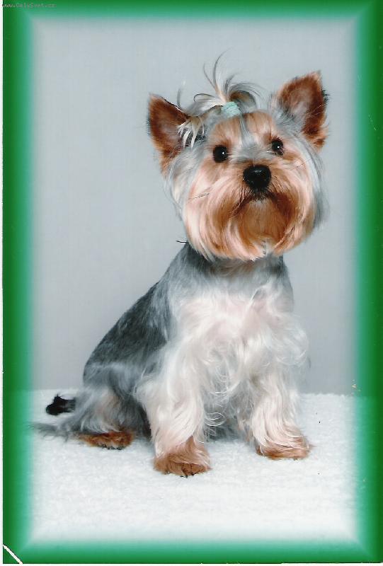 Foto: Nejlep�� p��tel �lov�ka.-M�m dnes 1 rok,nebo 7 let?JTo kouk�m.