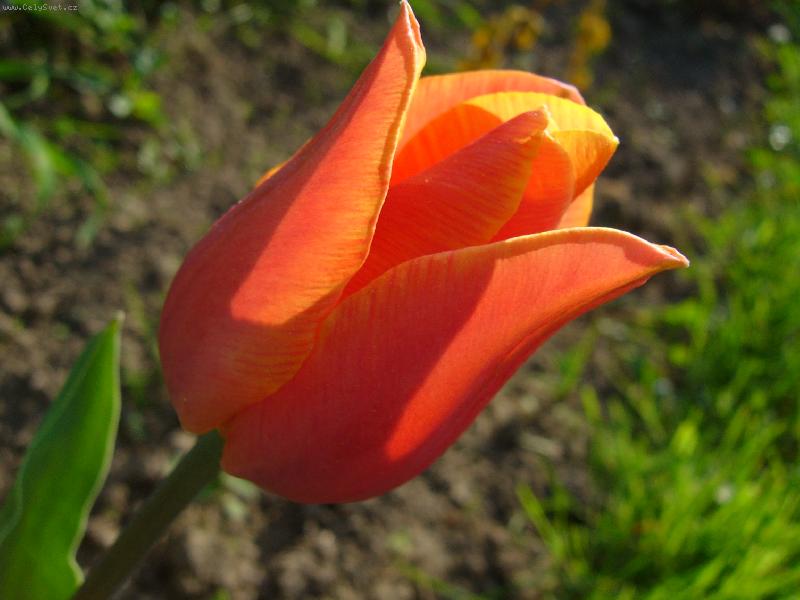 Foto: Jarn� tulip�n na slunci