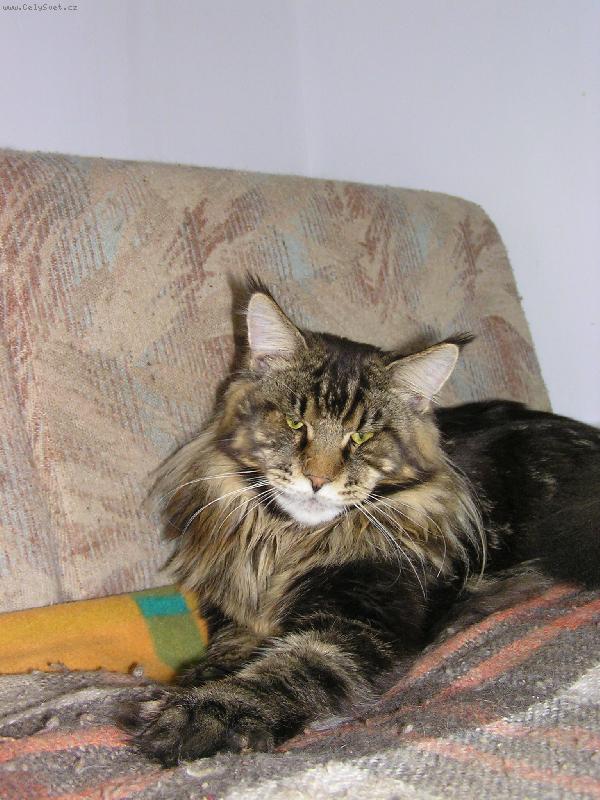 Foto: Knight zvan� Pin�a-Seri�zn� kluk