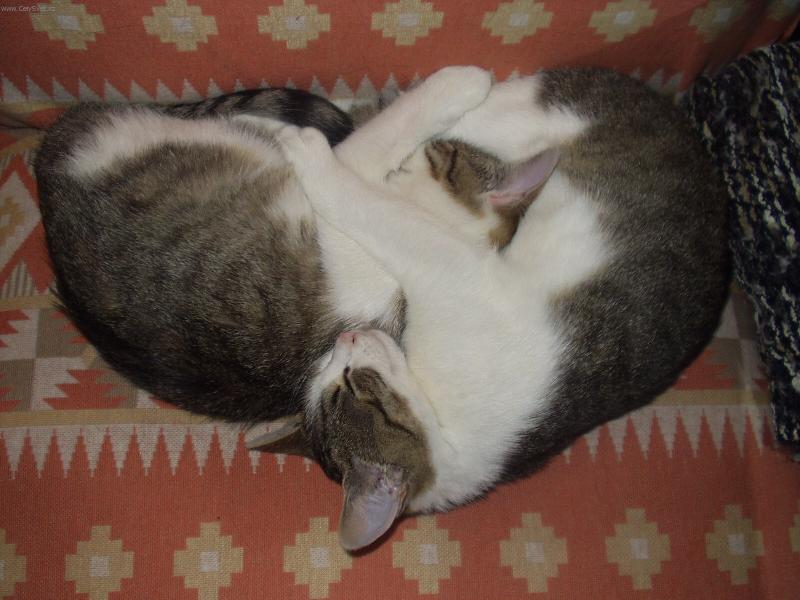 Foto: dvoj�ata-nikdy se neopust�me