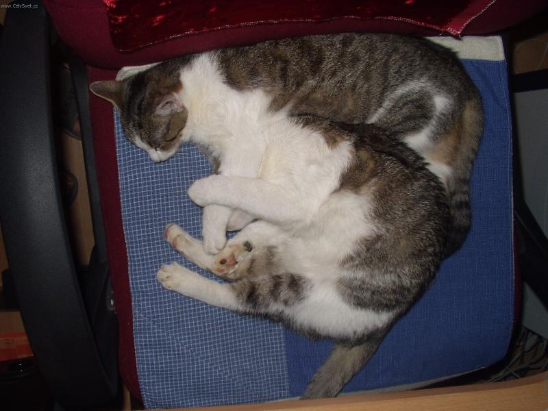 Foto: dvoj�ata-nic nechci sly�et