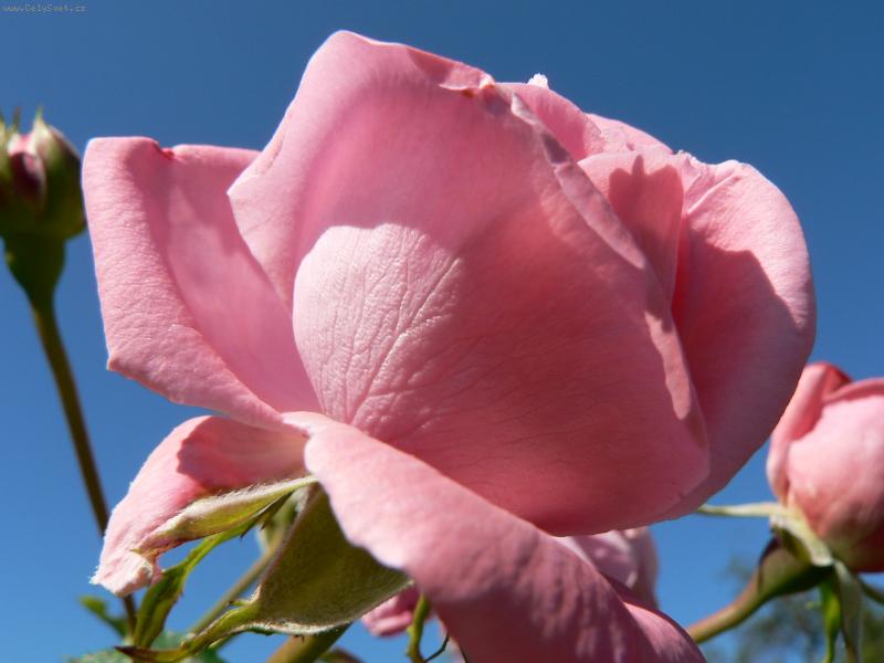 Foto: R��e v bab�m l�t� :-)