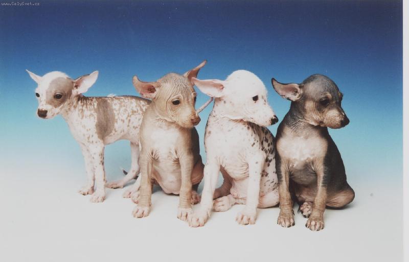 Foto: Vrh D ch.s.M�s��n� kv�tina-Vy sed�te a j� mus�m st�t