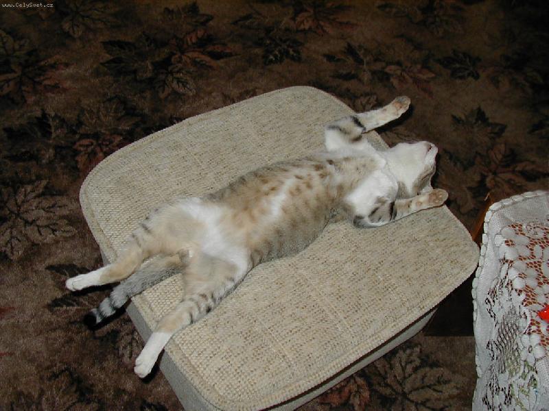 Foto: Kikin-poledn� siesta