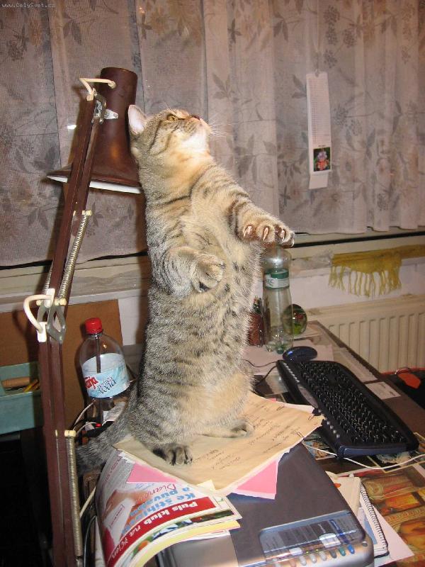 Foto: Pod�vejte, jak� m�m dr�pky-mourat� kocour na tisk�rn�