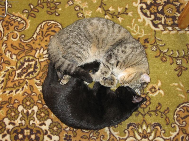 Foto: svornost-kocou�� sp�nek