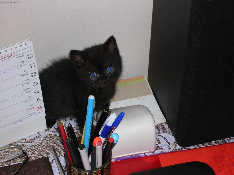 Foto: Mike� studuje kalend��-ko��tko v kalend��i