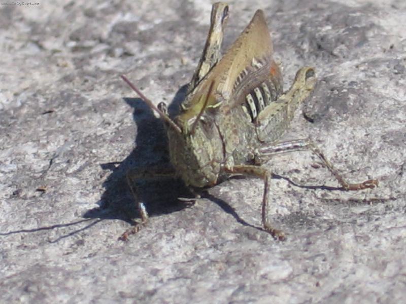 Foto: Lu�n� kobylka-Zkus m� osedlat :-)