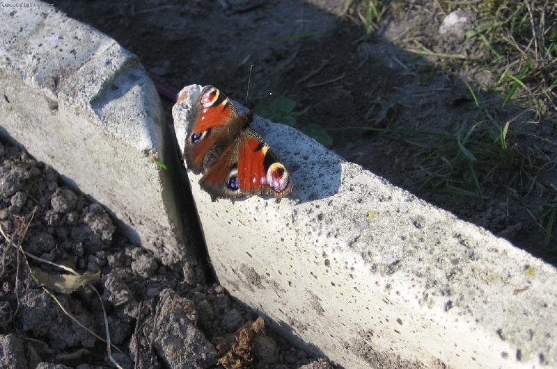 Foto: Mot�l-jen se pod�vejte, jak� m�m kr�sn� barvy