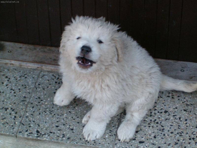 Foto: a� to tady je�t� tak n�jak nevypad�, dneska jsem u� kr�sn� �uva� :-)