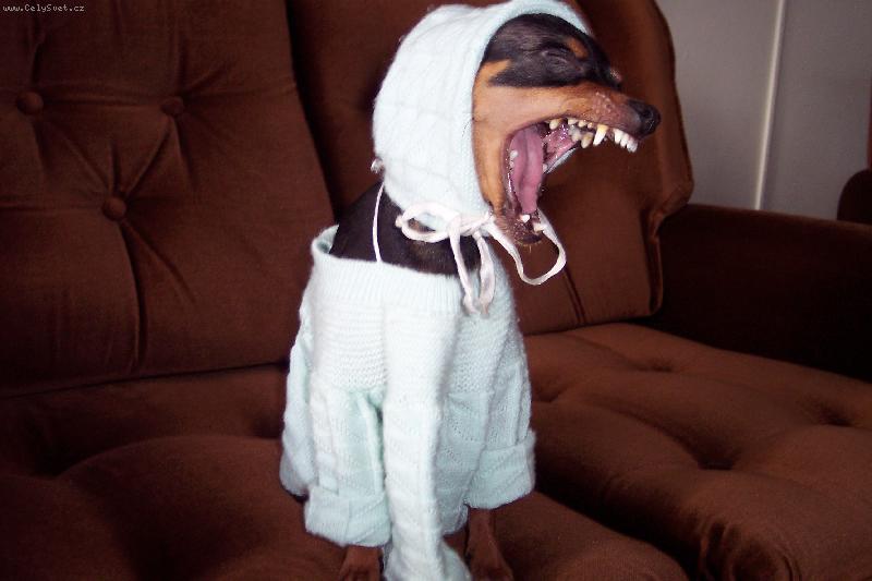 Foto: Mil��ek-Ospal� ps�k