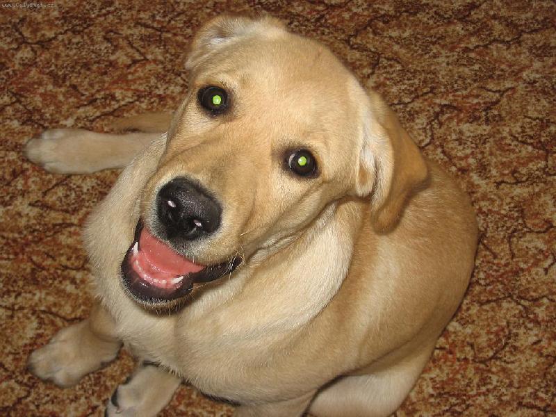 Foto: Daphne-Daphne 4 m�s�ce