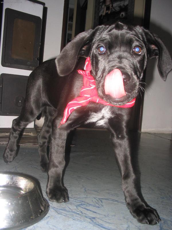 Foto: Moje Mia-k��enec CC a ND