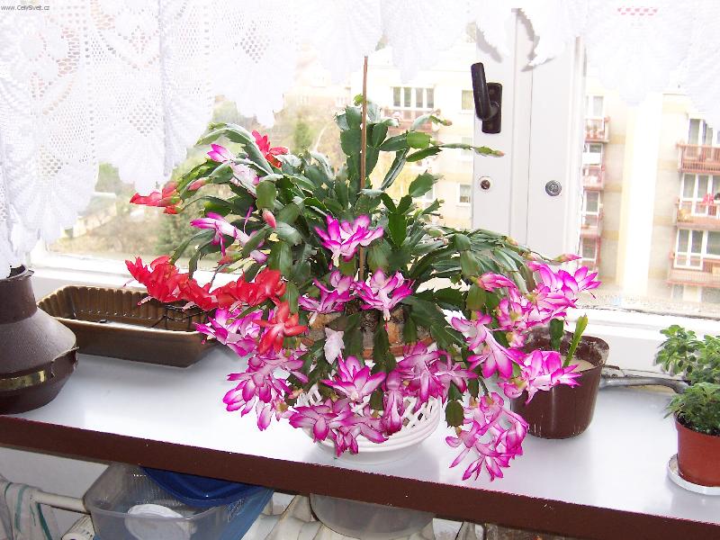 Foto: V�no�n� kaktus